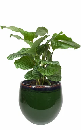 Pot Charlotte Green D29 H26 - image 2