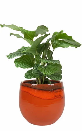 Pot Charlotte Orange D23 H20 - image 2