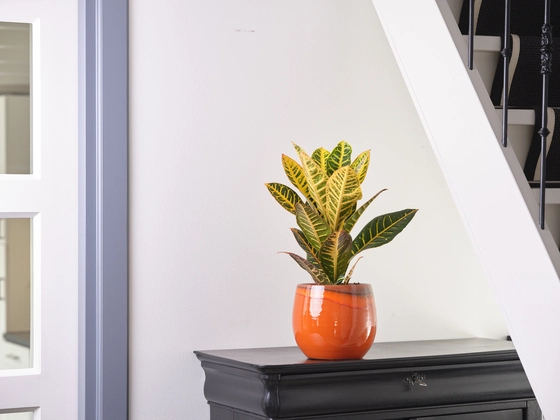 Pot Charlotte Orange D29 H26 - image 2