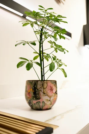 Pot Monstera Mystery D28 H25 - image 2