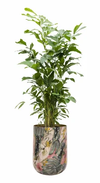 Pot Monstera Mystery D34 H40 - image 1