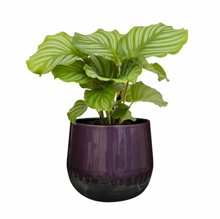 Pot Ninthe Metal Purple D36 H31 - image 6