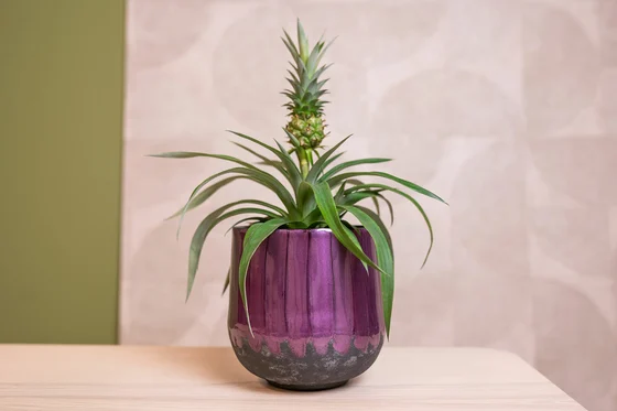 Pot Ninthe Metal Purple D36 H31 - image 5