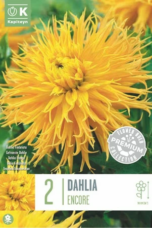 Premium Dahlia Fringed Encore X2 