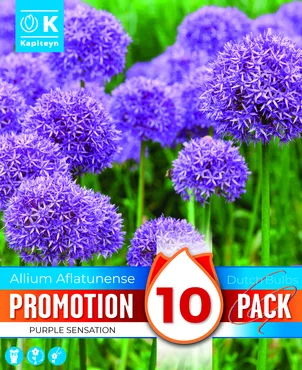 Promotion Allium Purple Sensation