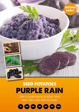 Purple Rain Seed Potato