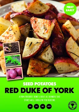 Red Duke of York Seed Potato