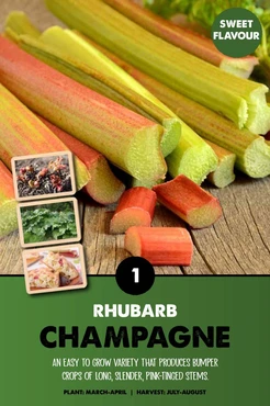 Rhubarb Champagne      Delivery January