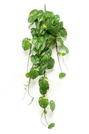 Scindapsus Hanging Bush 135cm/55lvs