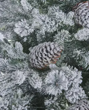 Snowy Aplina Fir 225cm/7.5ft  - image 2