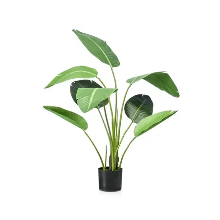 Strelitzia Pot 120cm