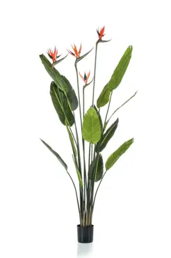 Strelitzia Tree W4 Flowers 150cm