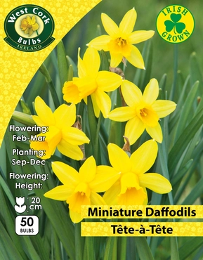 Tete-A-Tete Dwarf Daffodils 50 Bulbs Net