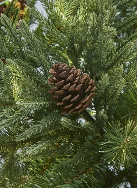 The Northwest Nobel Fir  225cm/7.5ft  - image 2