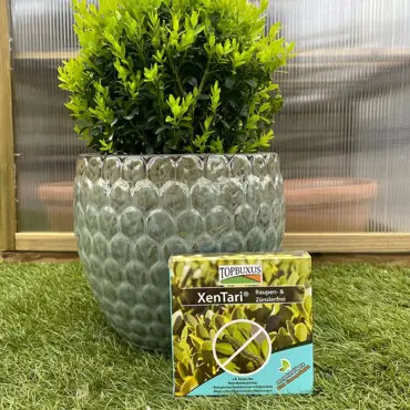 TopBuxus Buxus Caterpillar Control - image 2