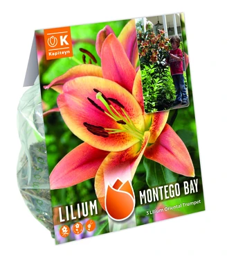 Tree Lilium Pack Montego Bay