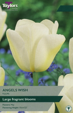 Tulip Angels Wish 11-12