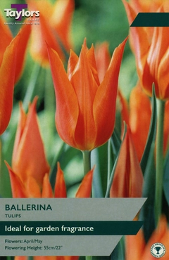 Tulip Ballerina 11-12