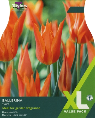 Tulip Ballerina XL