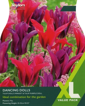 Tulip Dancing Dolls XL