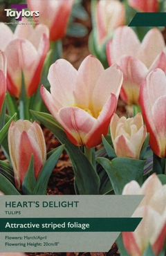 Tulip Heart's Delight 10-11