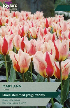 Tulip Mary Ann 10-11