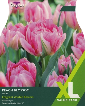 Tulip Peach Blossom XL