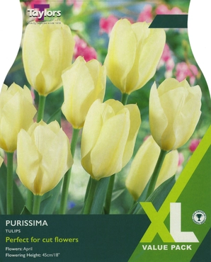 Tulip Purissima 10-11