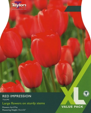 Tulip Red Impression 10-11 XL