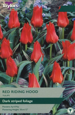 Tulip Red Riding Hood XL