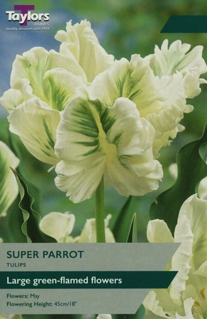 Tulip Super Parrot 11-12 Pre-Pack