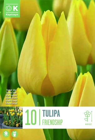 Tulip Triumph Friendship