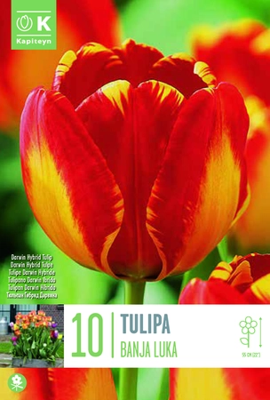 Tulipa Banja Luka