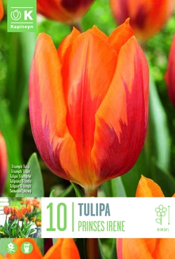 Tulipa Prinses Irene