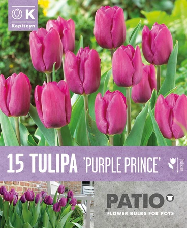 Tulipa Purple Prince Patio