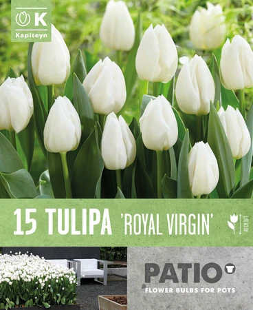 Tulipa Royal Virgin Patio