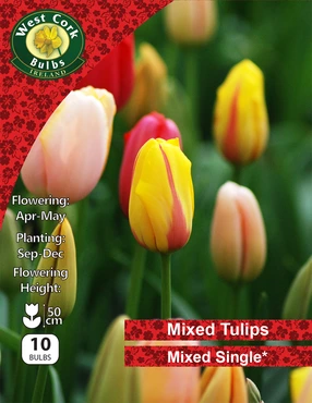 Tulips Single Mixed 10 Bulbs