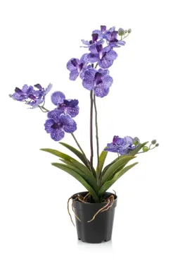 Vanda In Black Pot Purple 60cm - image 1