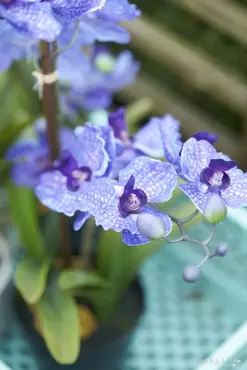 Vanda In Black Pot Purple 60cm - image 2