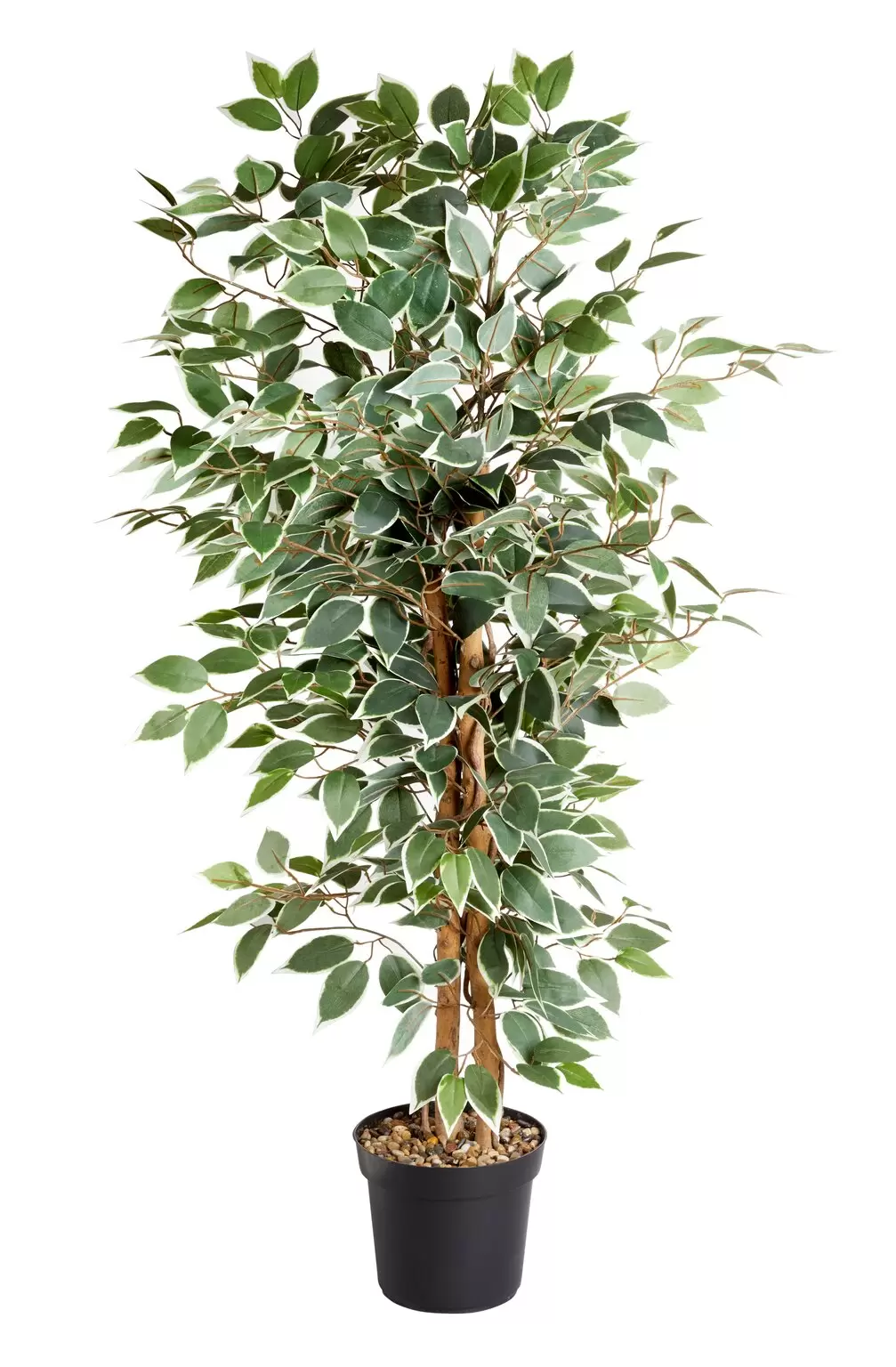 Weeping Fig 130cm - Hanleys of Cork